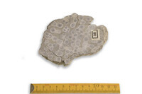 F 00046
<br/>
<br/>
<em></em>